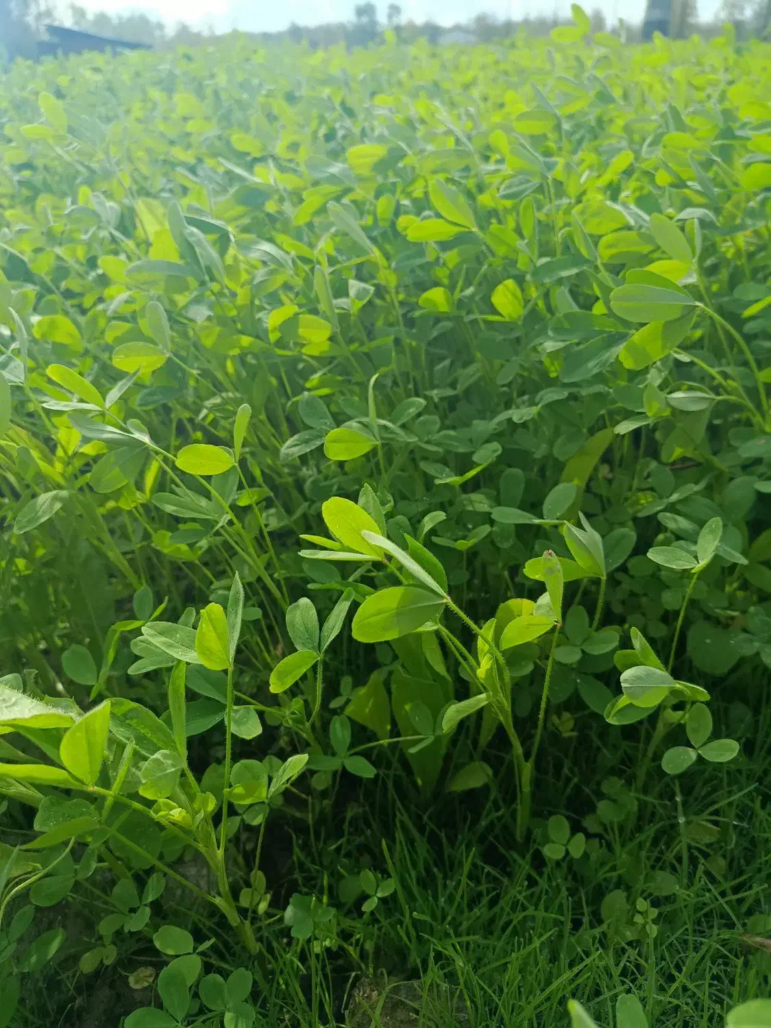 شبدر تازه علوفه گاو اسب گوسفند خرگوش جایگزین یونجه|لوازم جانبی حیوانات|لاهیجان, شیشه گران|دیوار