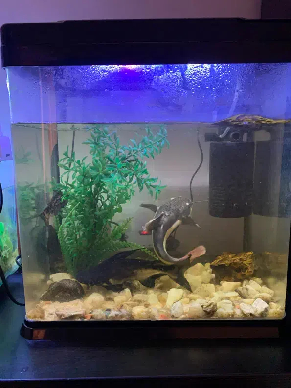 آکواریوم با لوازم و ماهی|ماهی|خاوران, |دیوار