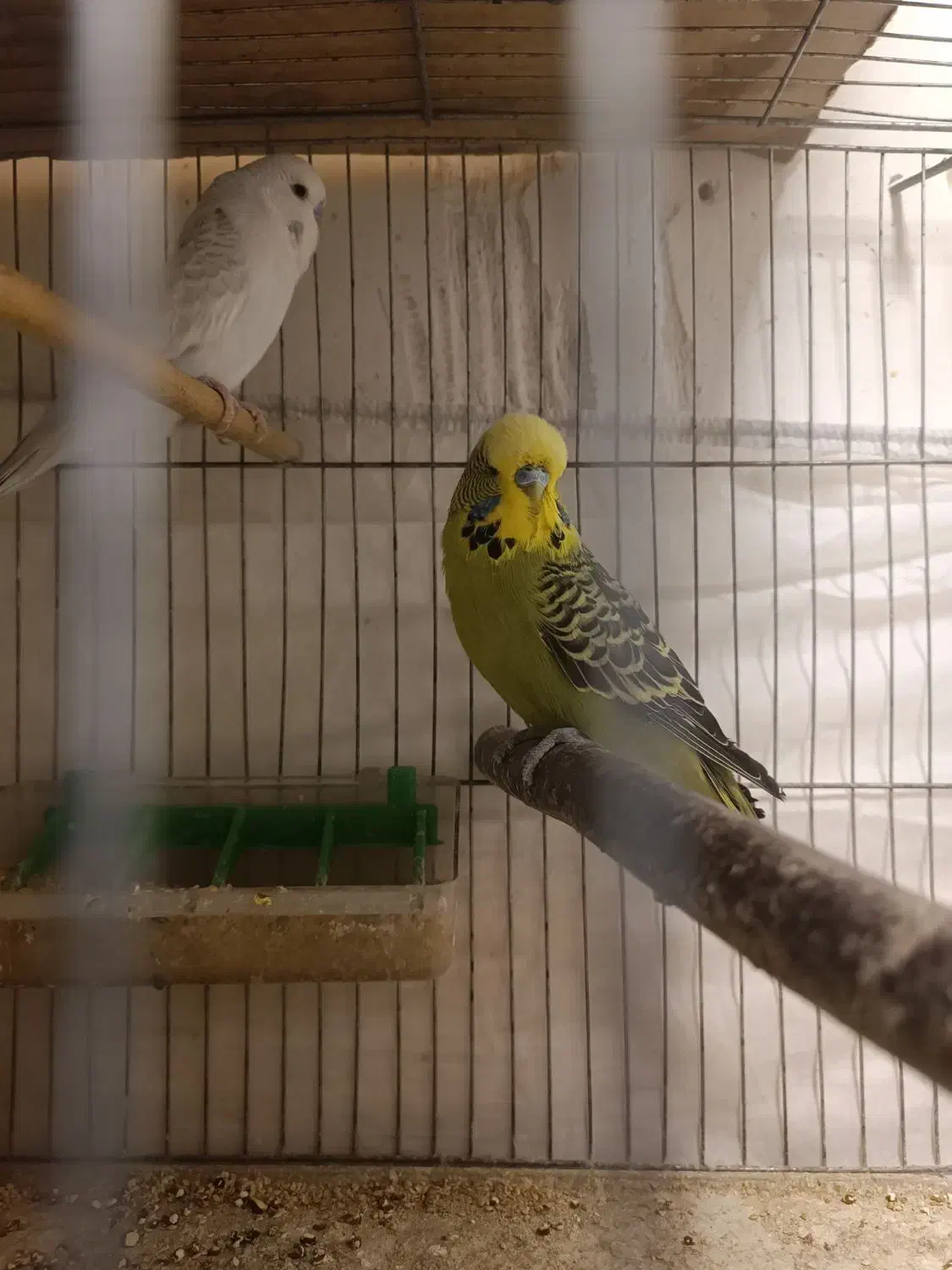 مرغ عشق انگلیسی و طوطی برزیلی مولد|پرنده|کرج, اسدآباد|دیوار