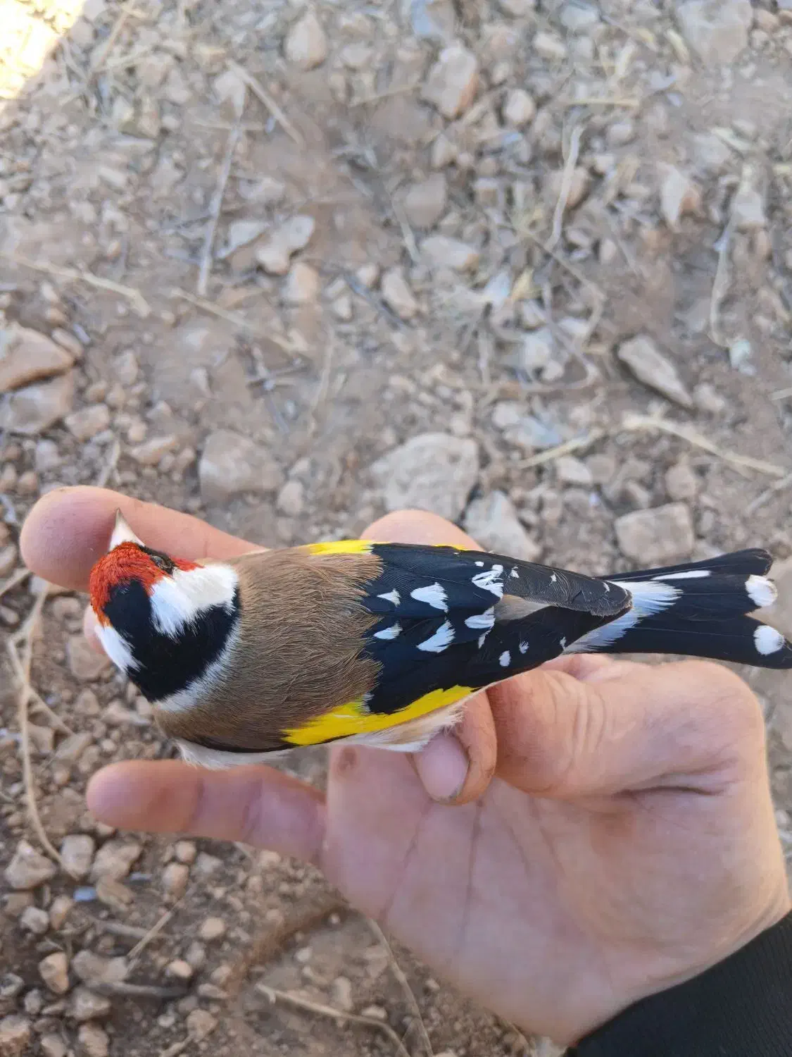 سهره درشت کردستان|پرنده|باوی, |دیوار