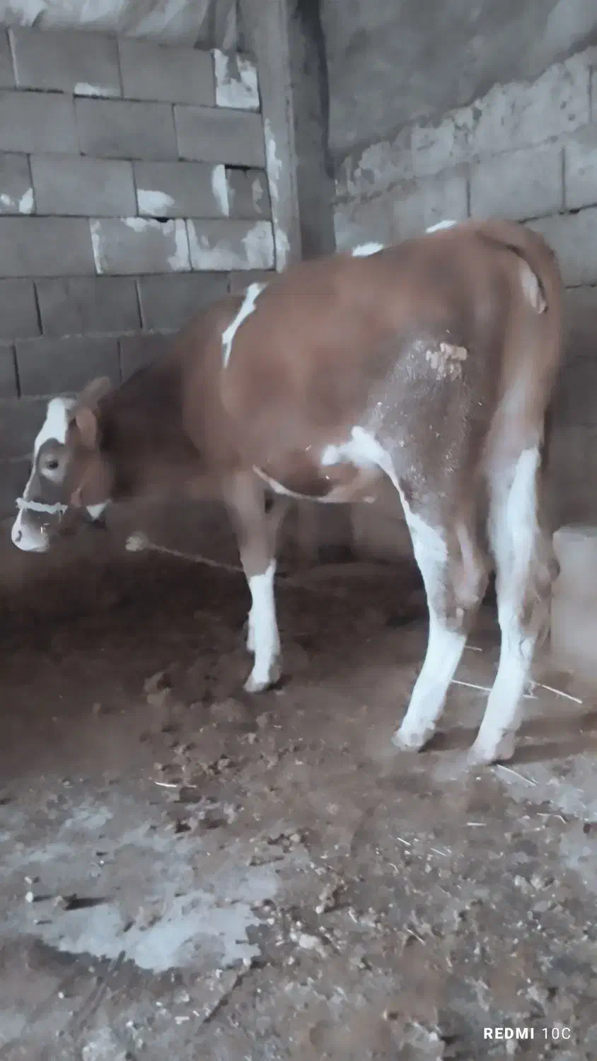 گوساله ماده|حیوانات مزرعه|گتوند, |دیوار