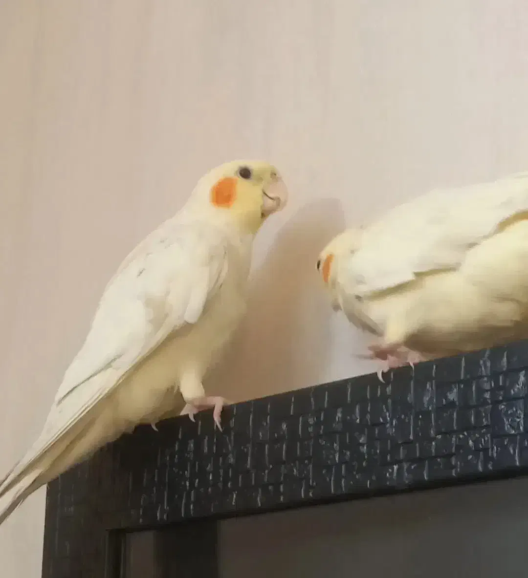 یک جفت عروس هلندی لوتینو سخنگو|پرنده|تهران, تولید دارو|دیوار