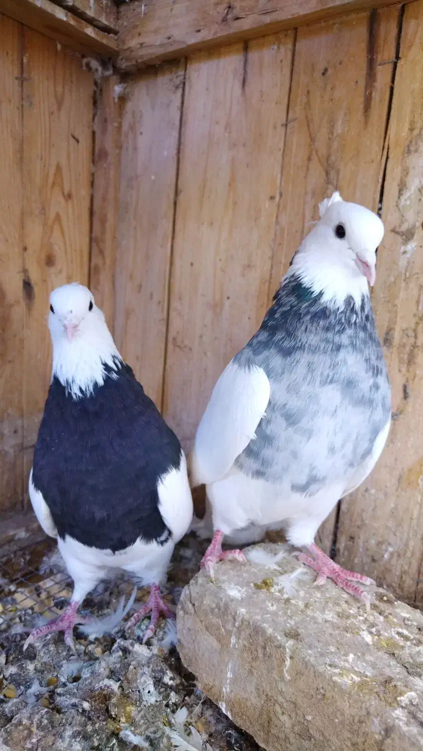 طوقی|پرنده|باغ بهادران, |دیوار