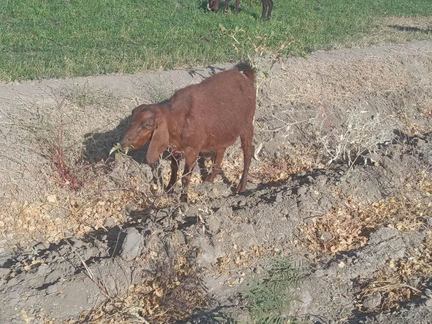 بز ماده جوان|حیوانات مزرعه|بروجرد, |دیوار