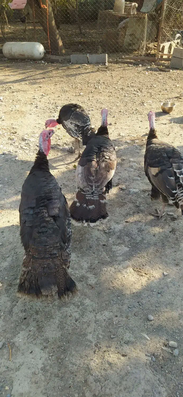 بوقلمون  نر|حیوانات مزرعه|گرگان, |دیوار