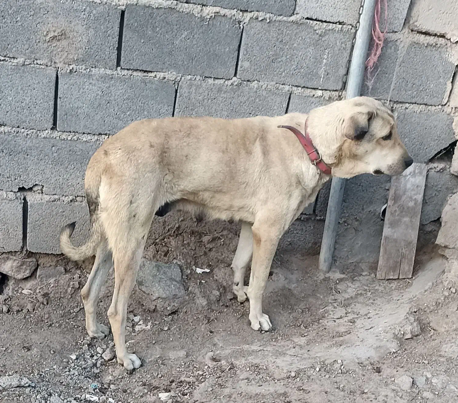 واگذاری ماده عراقی|سگ|تبریز, |دیوار