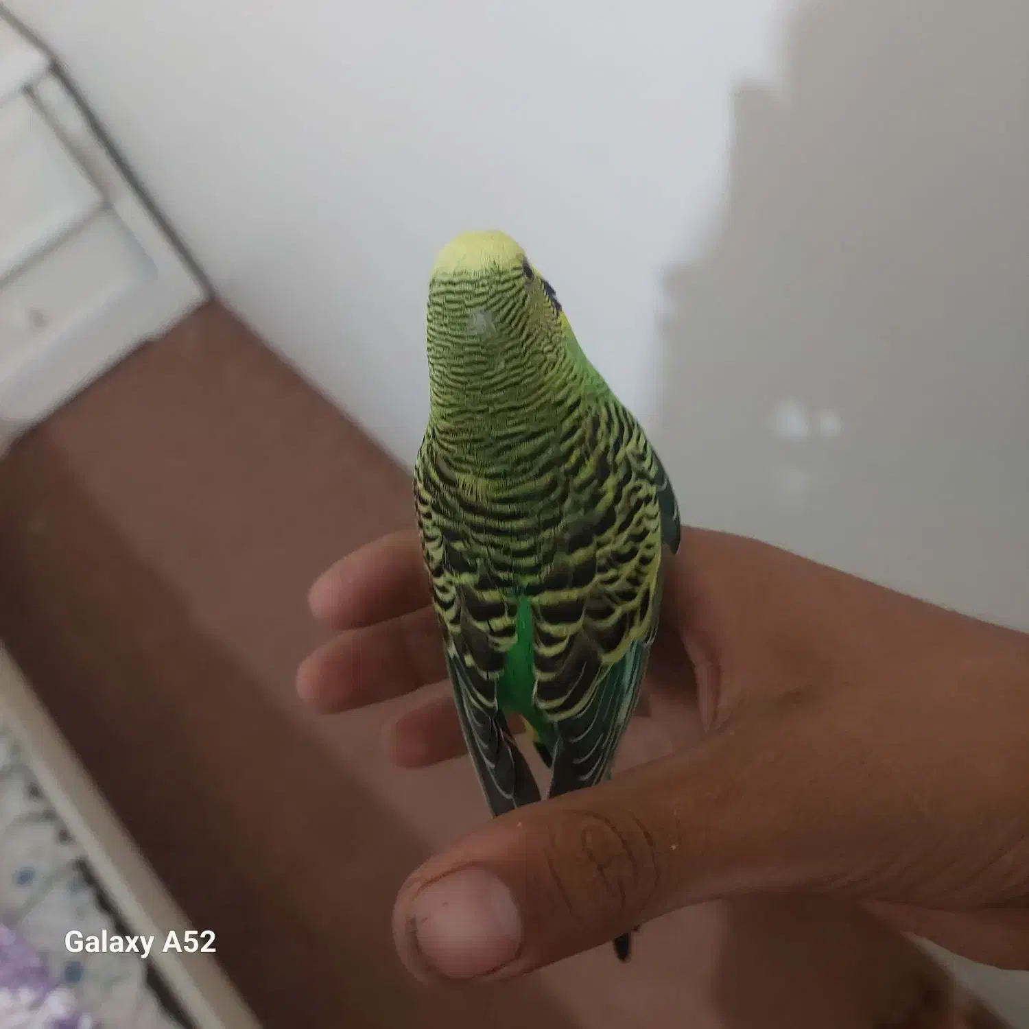 مرغ عشق اهلی نر گاز کرفتن بلد نیست|پرنده|ایلخچی, |دیوار
