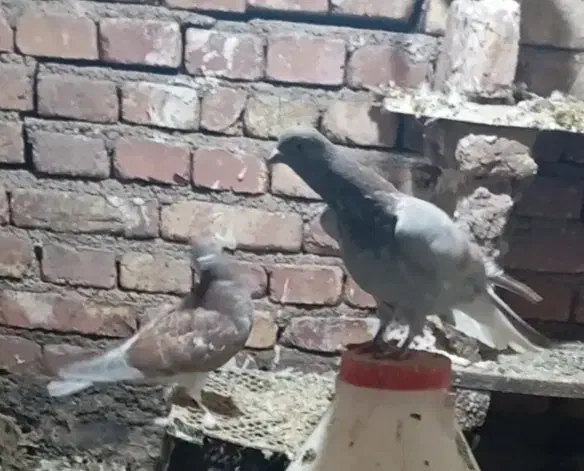 کبوتر|پرنده|مرند, |دیوار