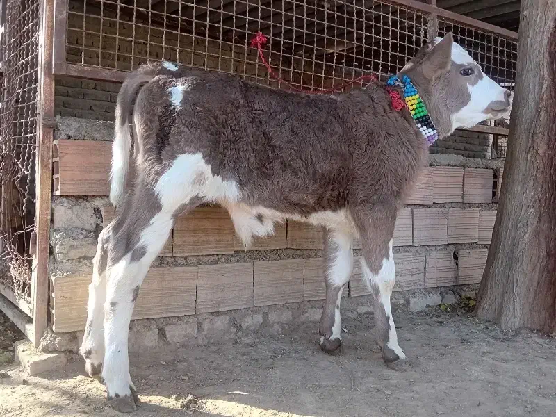 1 راس گوساله سیمینتال نر کلفت کشیده جنس|حیوانات مزرعه|گنبد کاووس, |دیوار