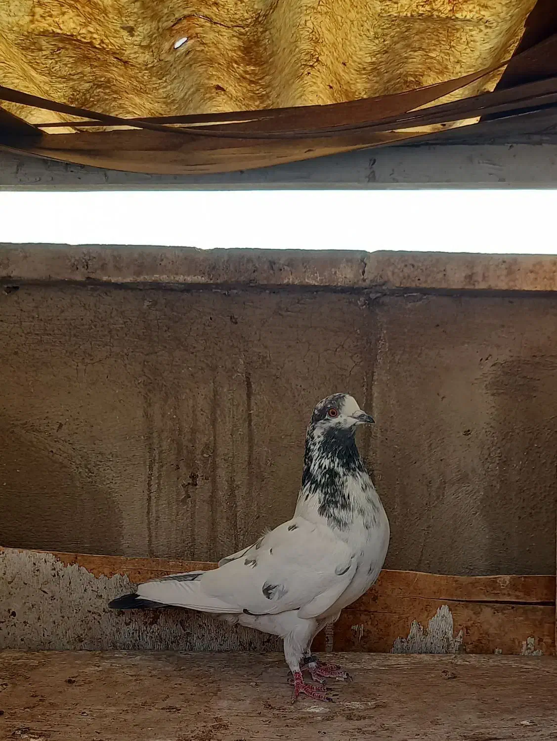 کفتر  ۵ تا گرفتنی|پرنده|ری, سرتخت|دیوار