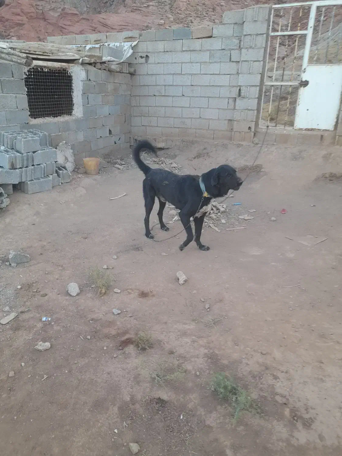 سگ عراقی|سگ|باسمنج, |دیوار