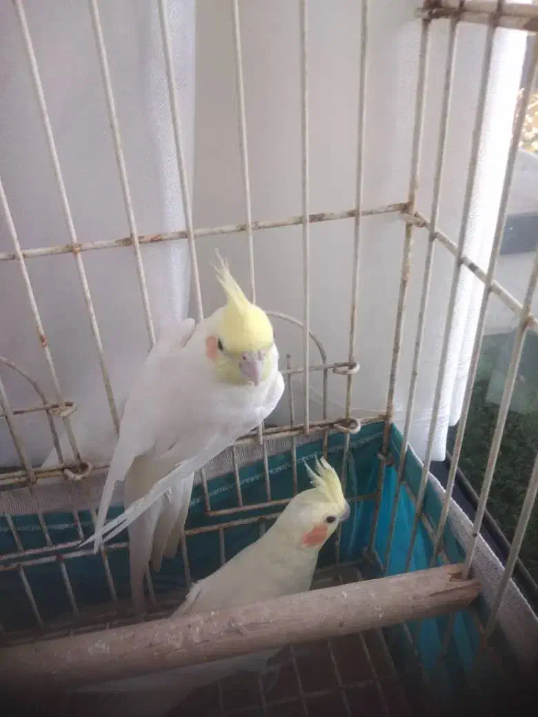 عروس هلندی مولد واقعی|پرنده|دماوند, دماوند|دیوار