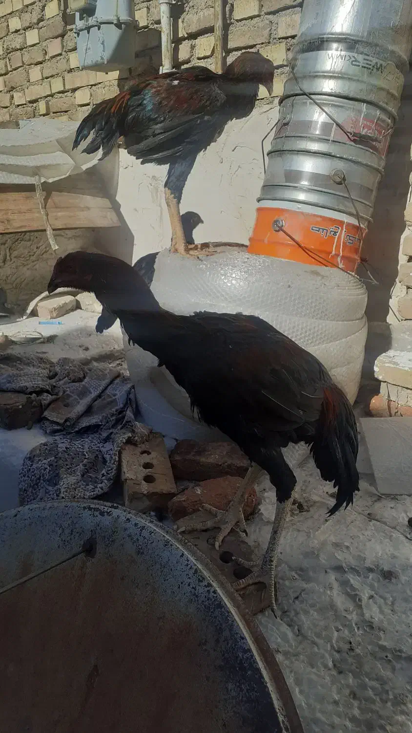 جوجه خروس لاری|حیوانات مزرعه|سلماس, |دیوار