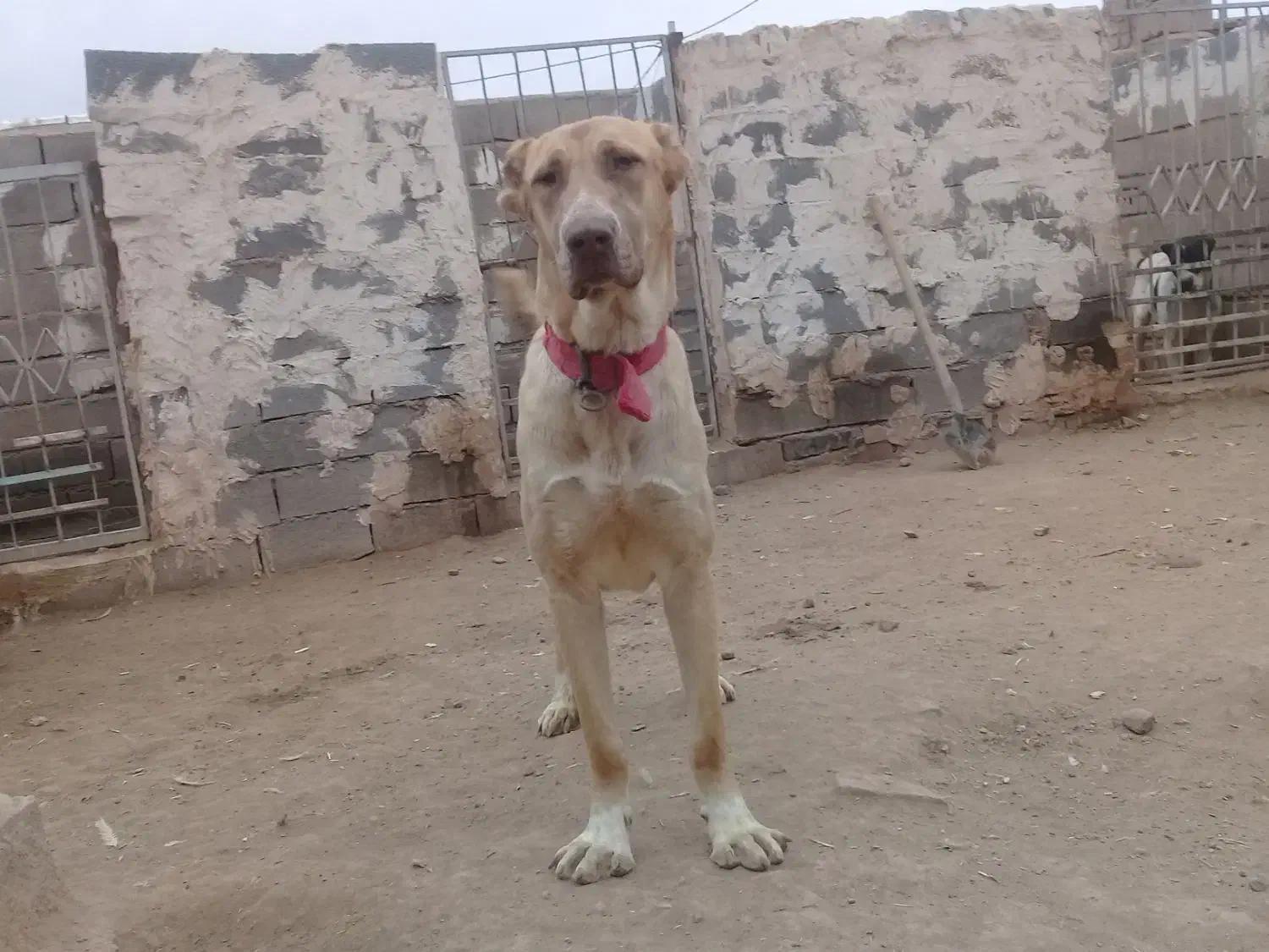 سگ ماده|سگ|تربت جام, میان جام|دیوار