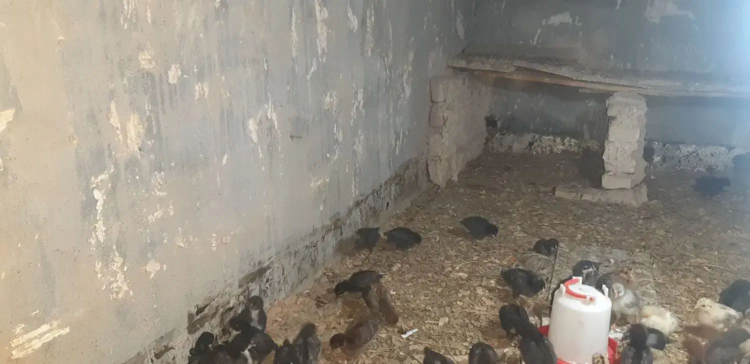 جوجه نیمچه گلین مرغ عربی|حیوانات مزرعه|باوی, |دیوار