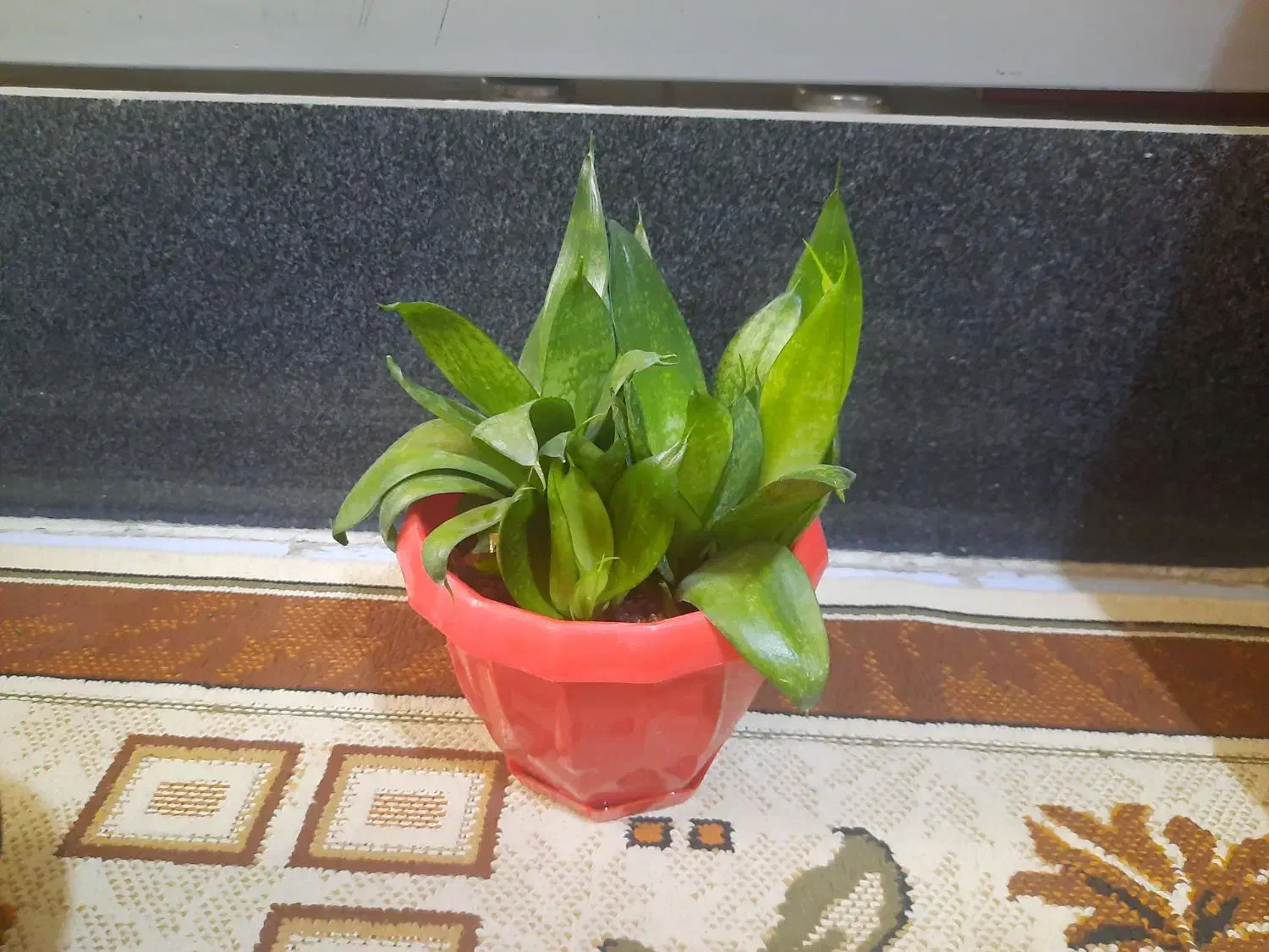 گل سانسوریا پاکوتاه|گل و گیاه طبیعی|کرمانشاه, |دیوار