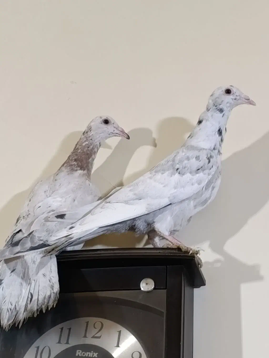 کبوتر زردهفرنگ|پرنده|ضیاء آباد, |دیوار