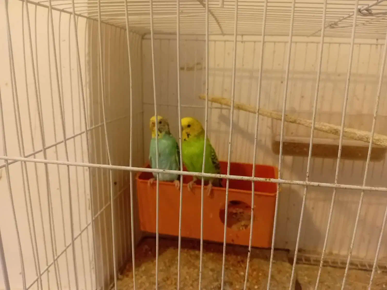 قفس پرنده مرغ عشق عروس و..|لوازم جانبی حیوانات|مشهد, کوشش|دیوار