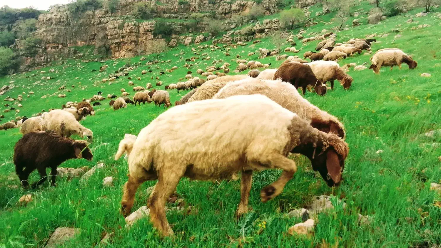 گوسفند کشتاری|حیوانات مزرعه|الشتر, |دیوار