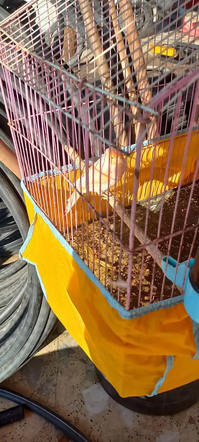 شهرستان حمیدیه|پرنده|حمیدیه, |دیوار