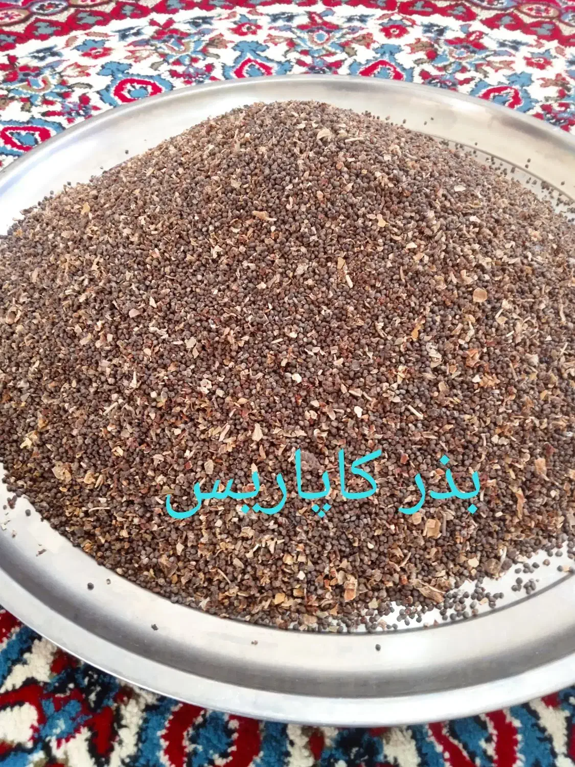 بذر کاپاریس یا کهورگ|گل و گیاه طبیعی|زابل, |دیوار