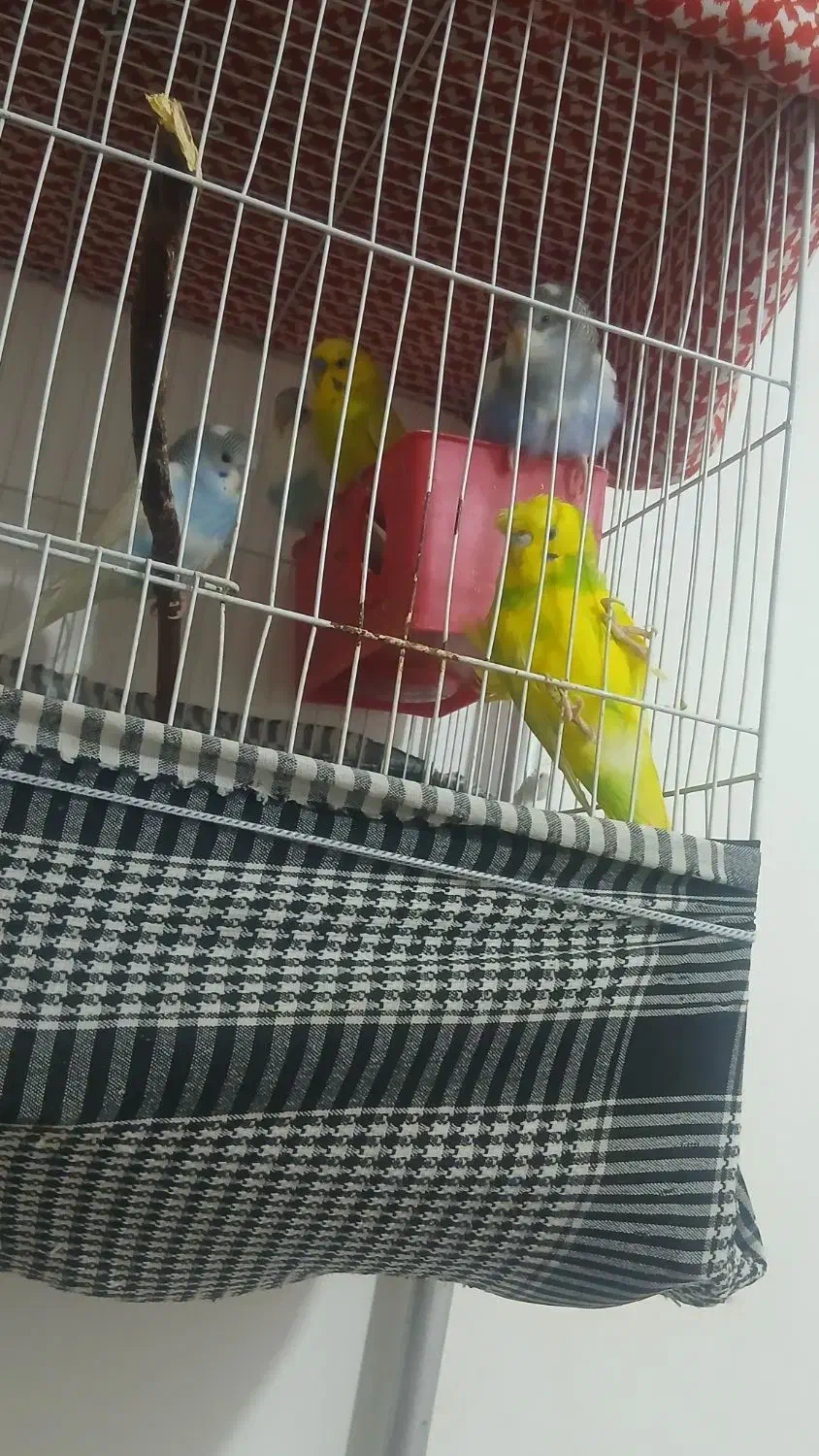 پرنده|پرنده|خواف, |دیوار