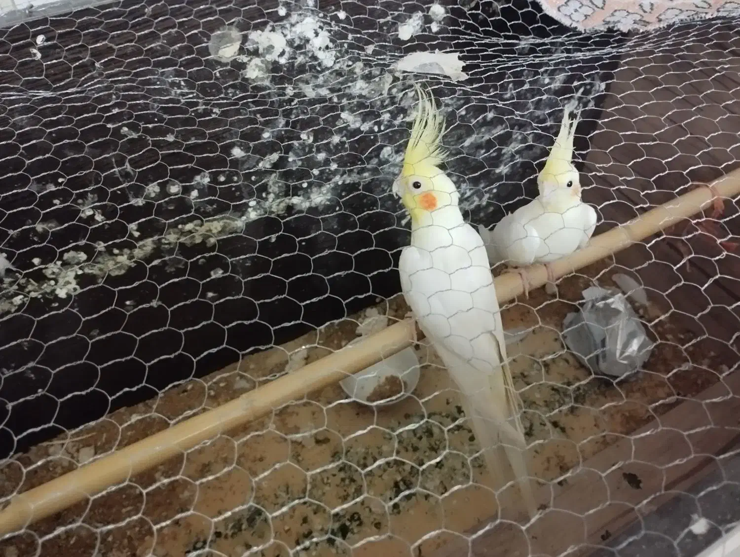 عروس هلندی یک نر یک ماده و یکی چهار ماهه|پرنده|گمیشان, |دیوار