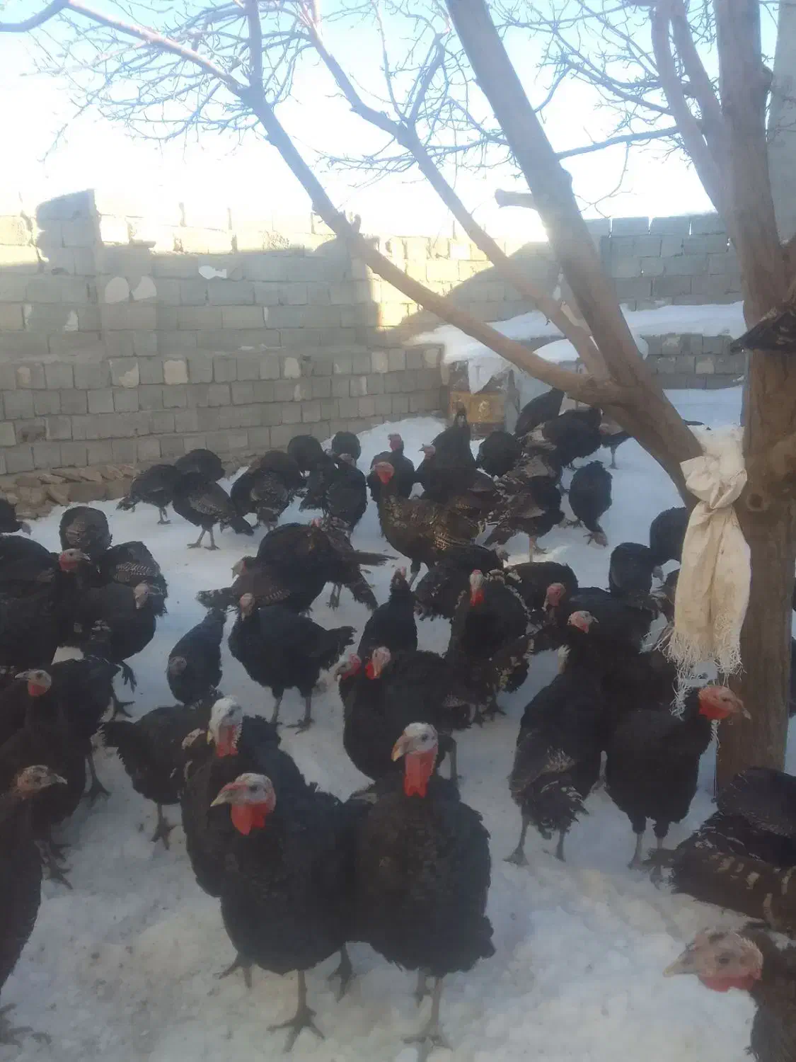 بوقلمون برنز|حیوانات مزرعه|سارال, |دیوار