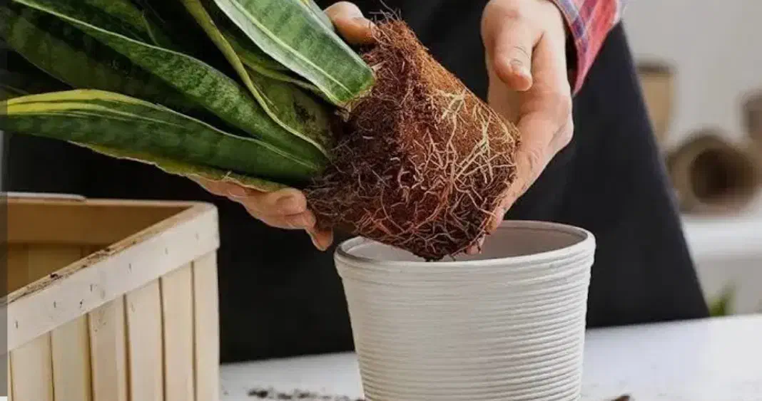 ارائه کلیه خدمات گل و گیاه در منزل شما|خدمات باغبانی و درختکاری|یزد, |دیوار