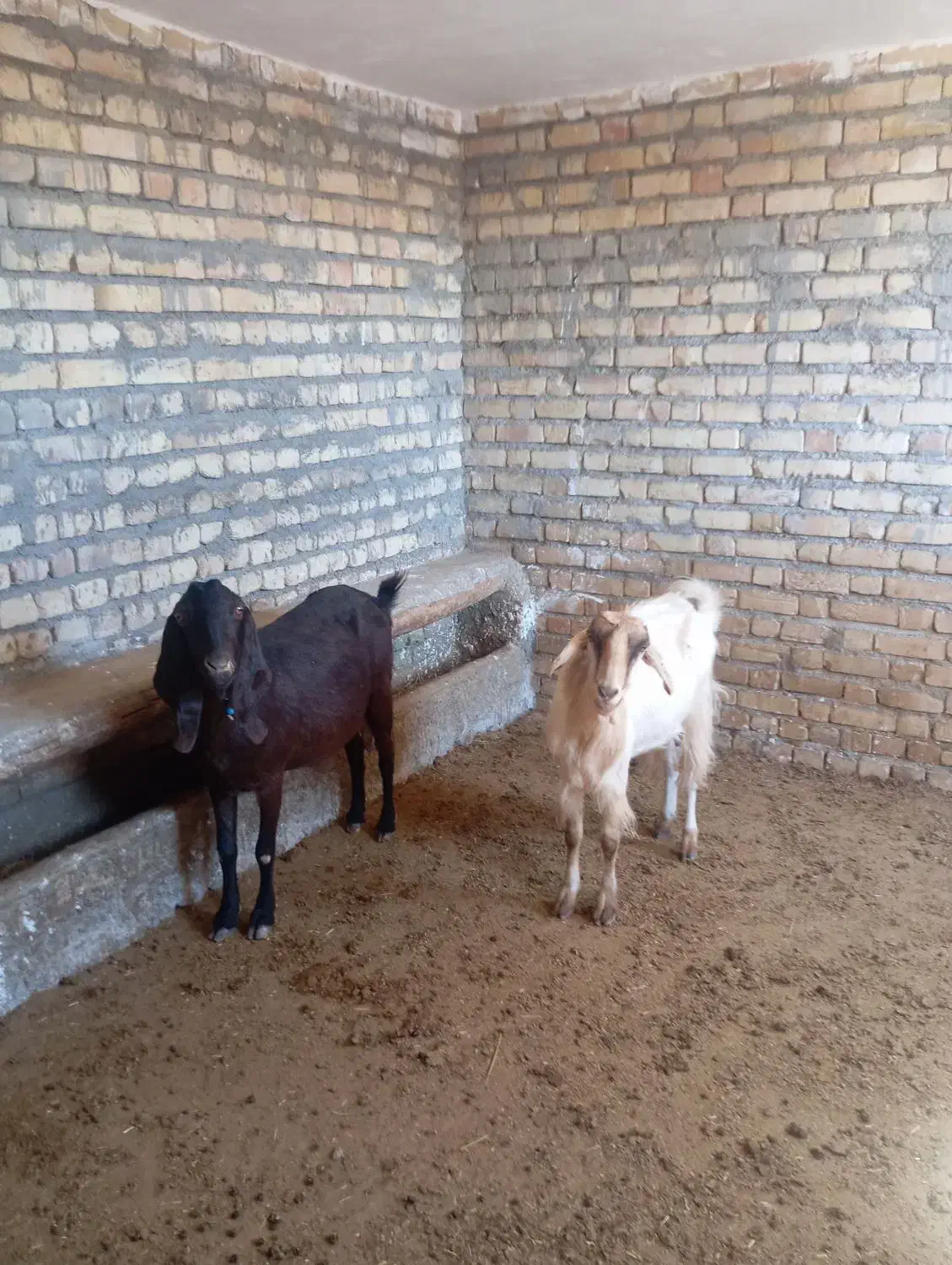 واگذار|حیوانات مزرعه|ماهدشت, |دیوار