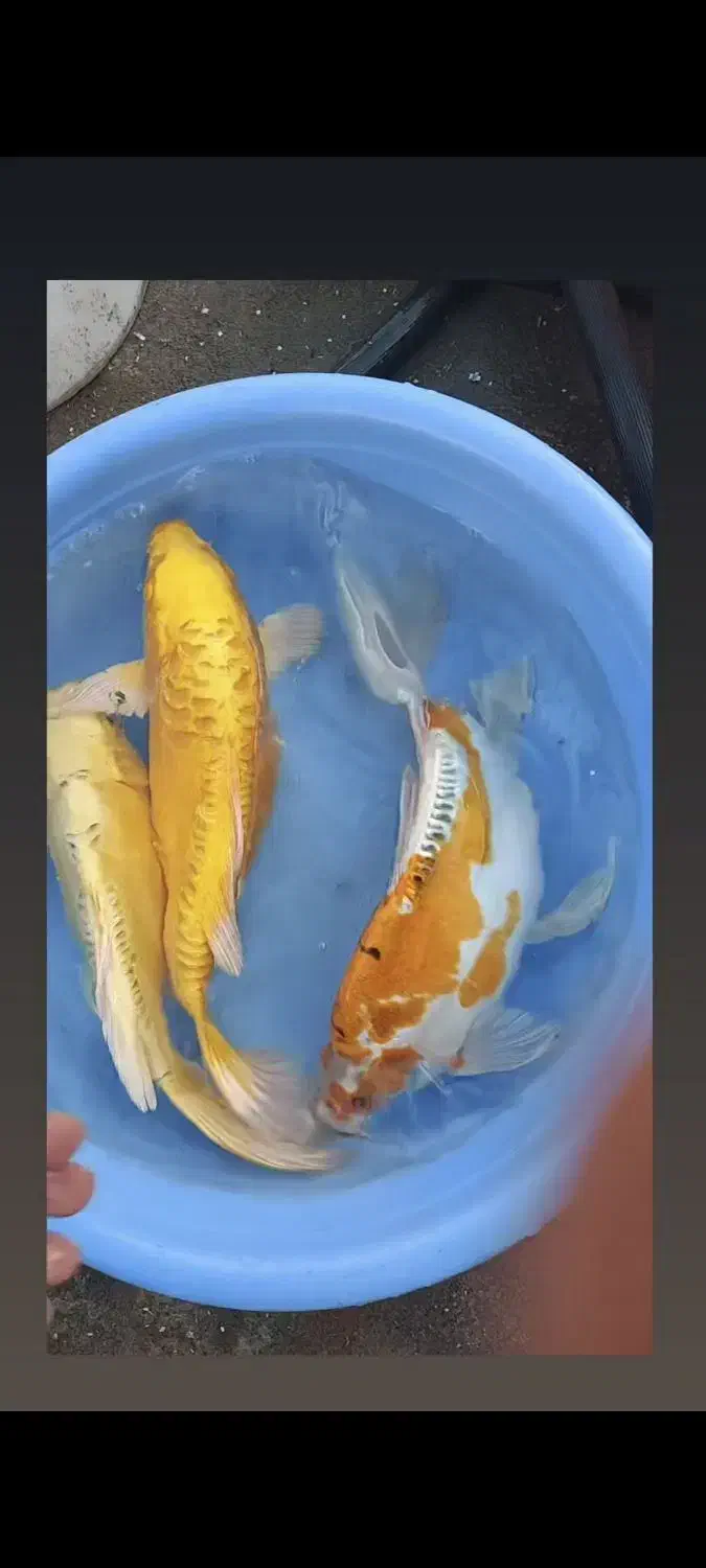 کوی مولد سوپر باله و مشکی زغالی|ماهی|کیاشهر, |دیوار