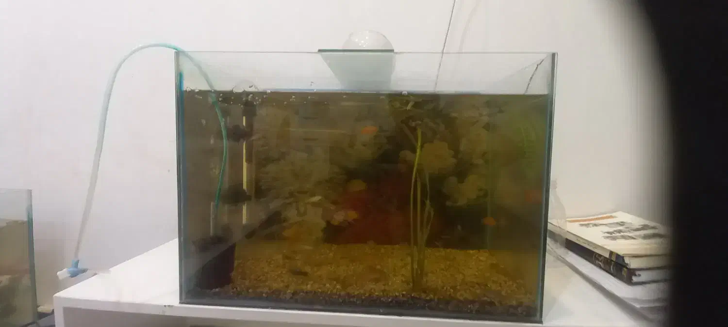 اکواریوم وماهی و لوازم معاوضه باپرنده|ماهی|علی‌آباد کتول, |دیوار