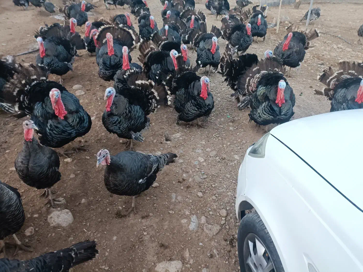 بوقلمون و غاز و اردک کاکولی و مرغ  خروس درجه ۱سالم|حیوانات مزرعه|شاهین دژ, |دیوار
