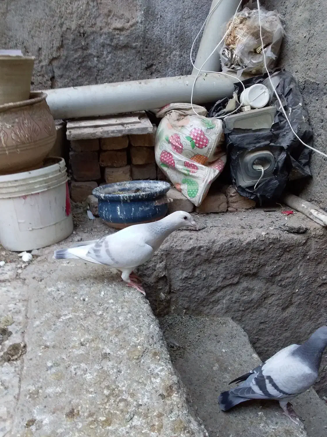 گمشده|پرنده|کازرون, |دیوار