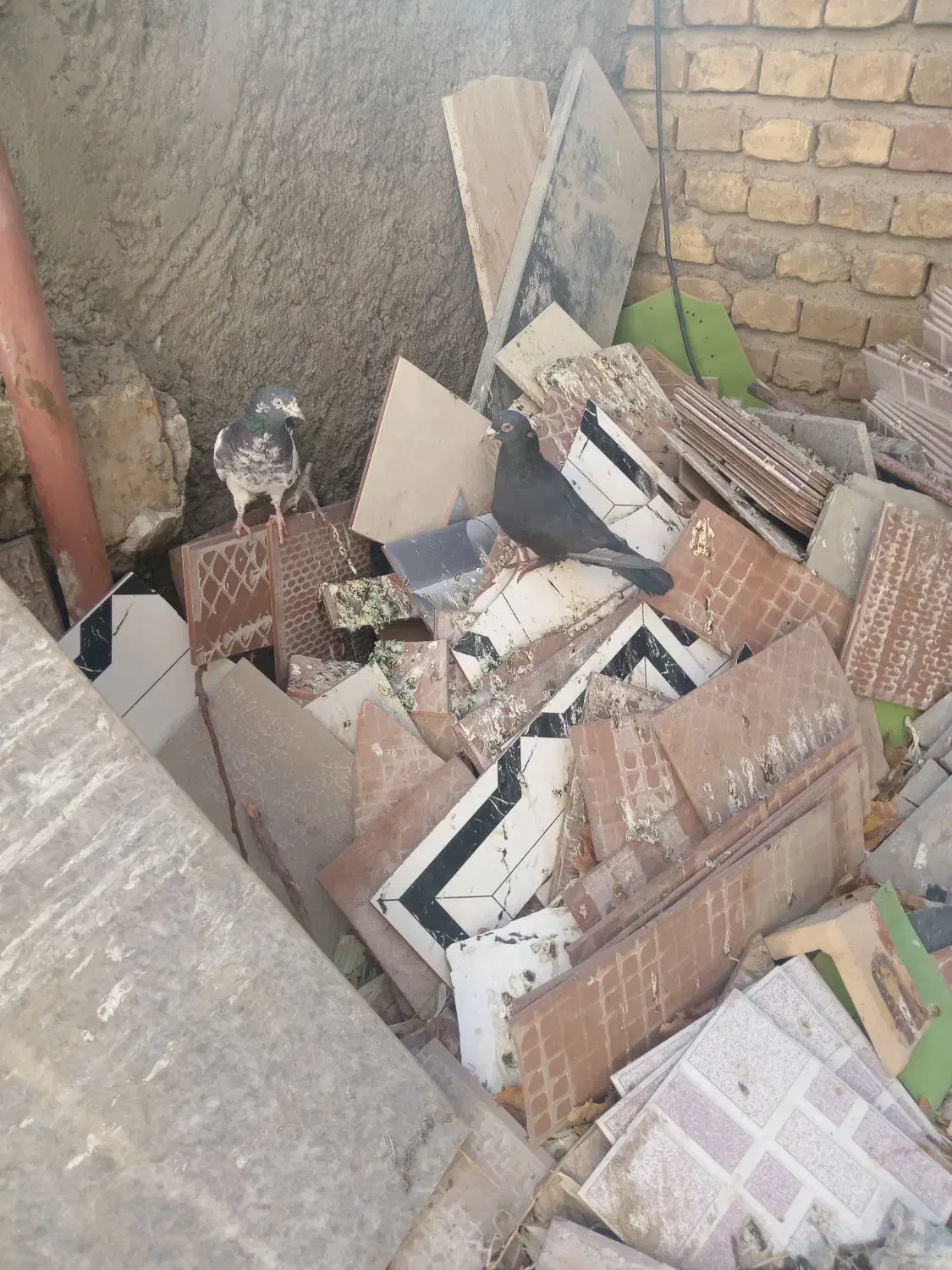 9تا کفتر زیر قیمت|پرنده|بافت, |دیوار