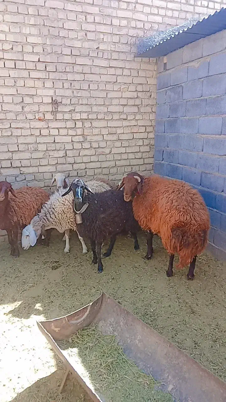 گوسفند میش و بره وقوچ|حیوانات مزرعه|گلپایگان, |دیوار
