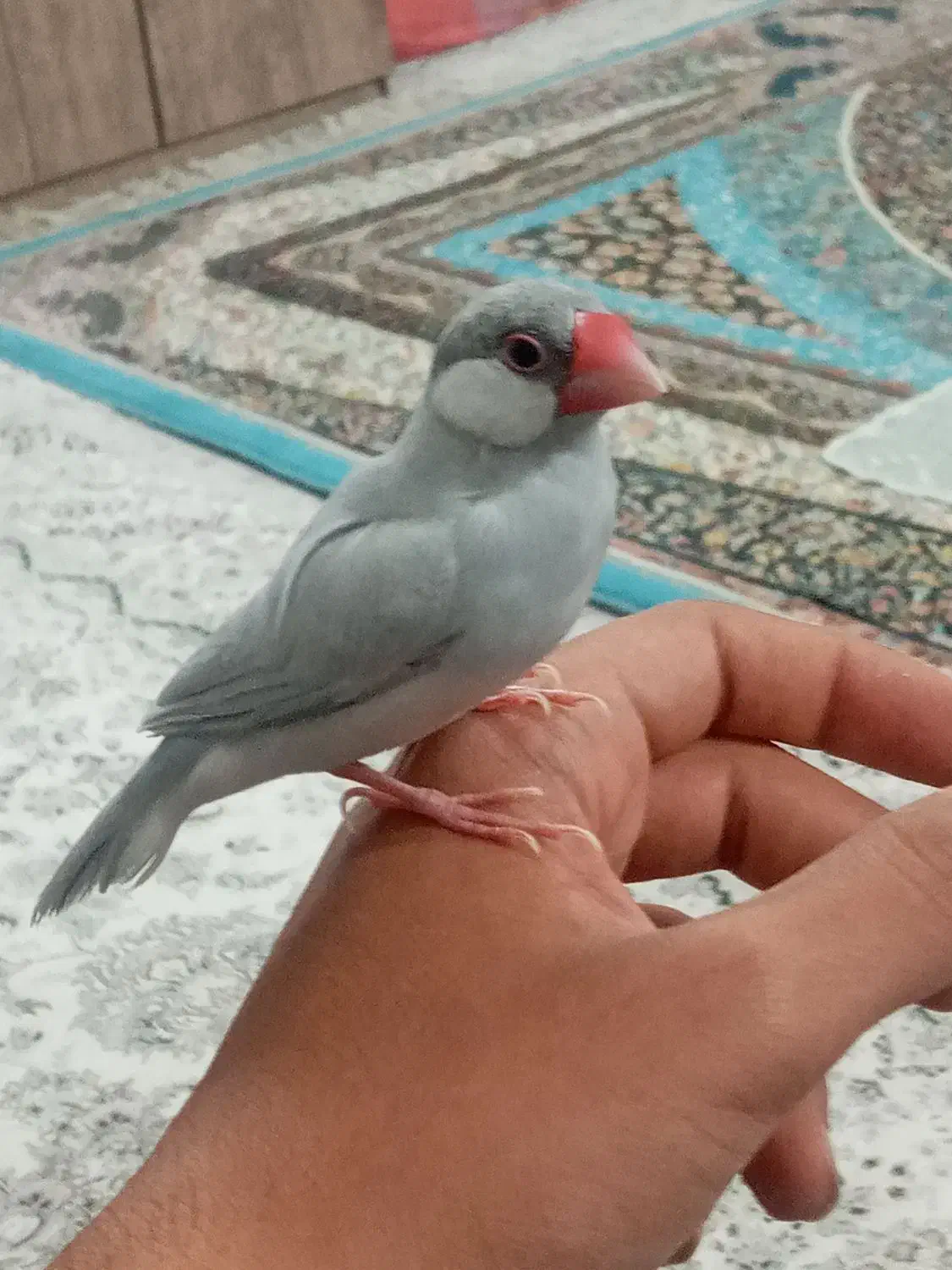 فنج فول دستی|پرنده|یزد, |دیوار