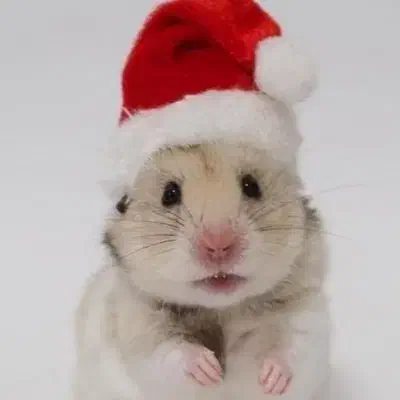 همستر مرجع ترین و تخصصی ترین مجموعه ماییم|موش و خرگوش|اصفهان, نقش جهان|دیوار