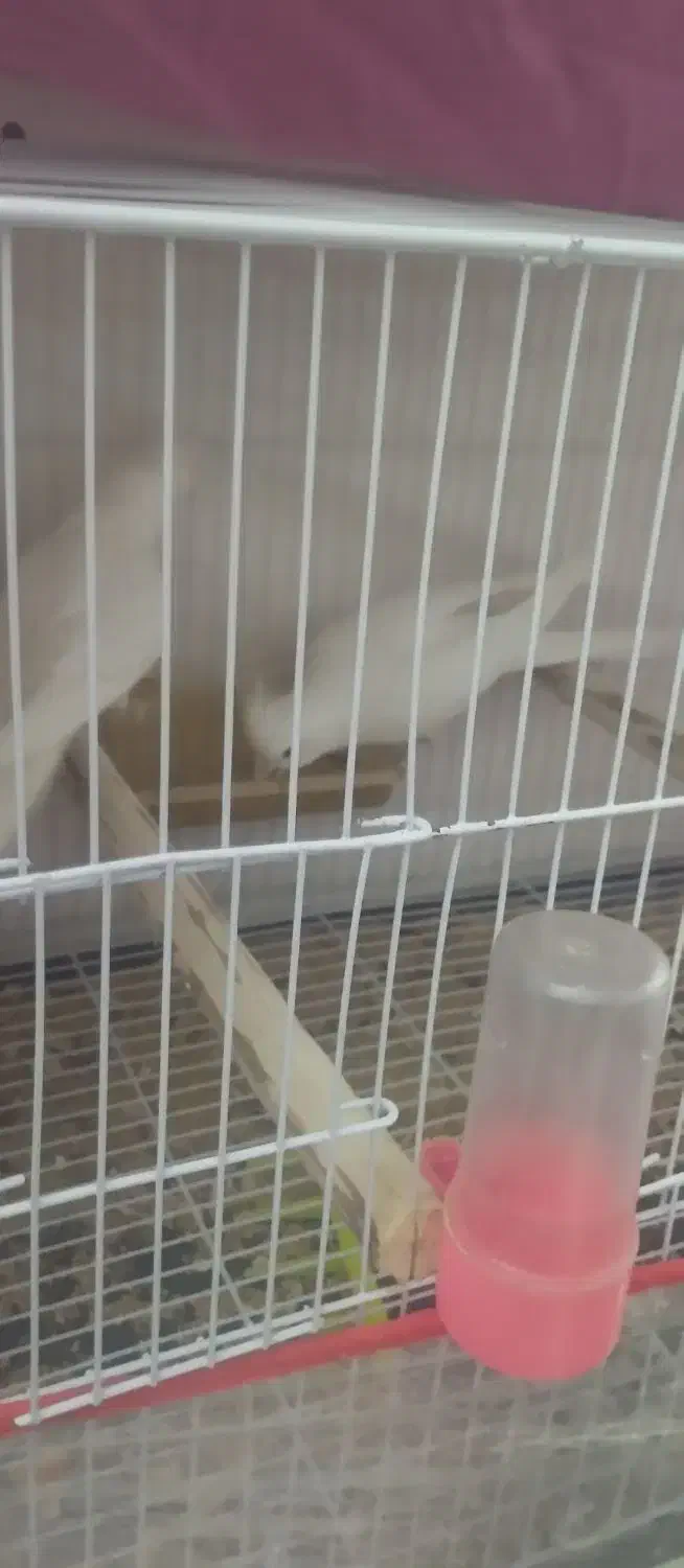 عروس هلندی آلبینو.|پرنده|مشهد, رده|دیوار