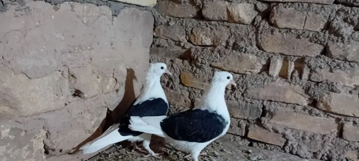 جوجه دوکت مشکلی|پرنده|زارچ, |دیوار