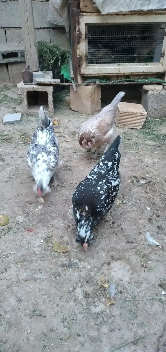 تخم اصیل پرخال|حیوانات مزرعه|خمینیشهر, |دیوار