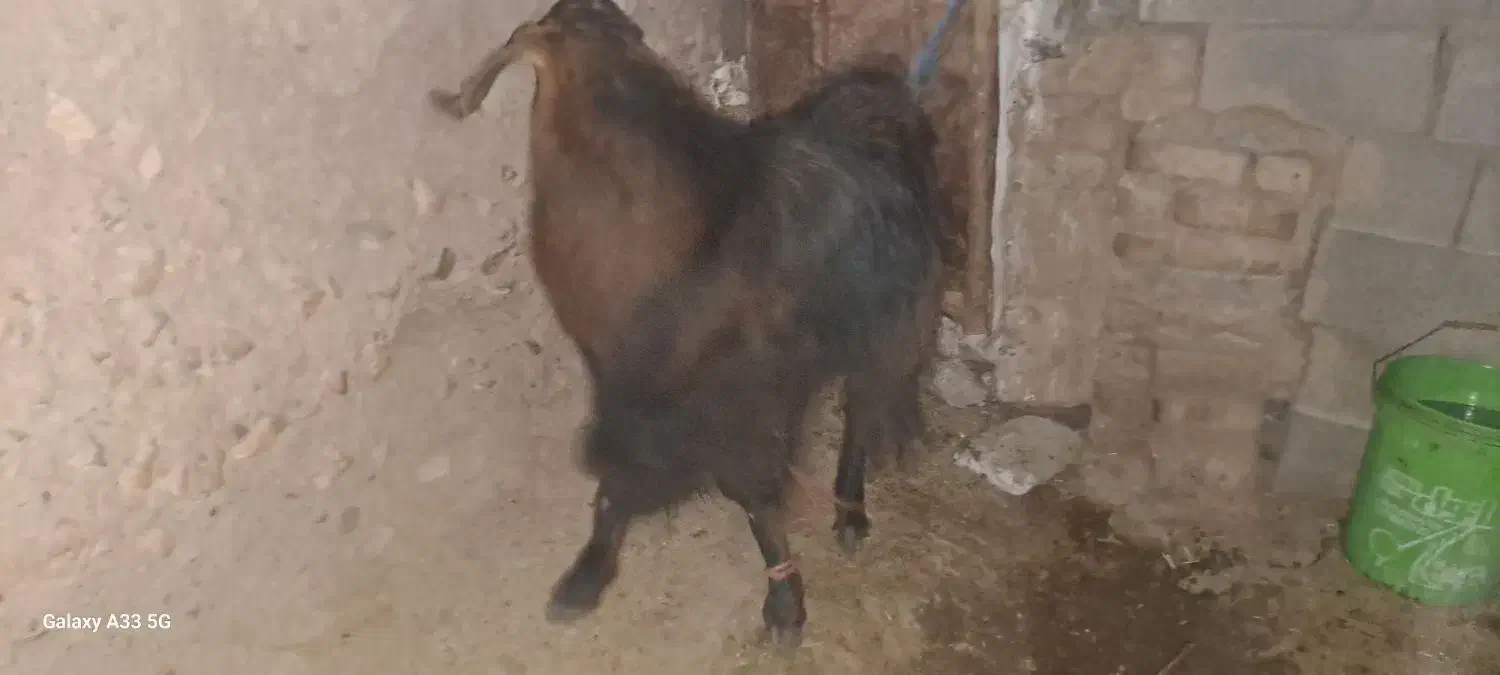 تکه دو رگه|حیوانات مزرعه|نیمبلوک, |دیوار