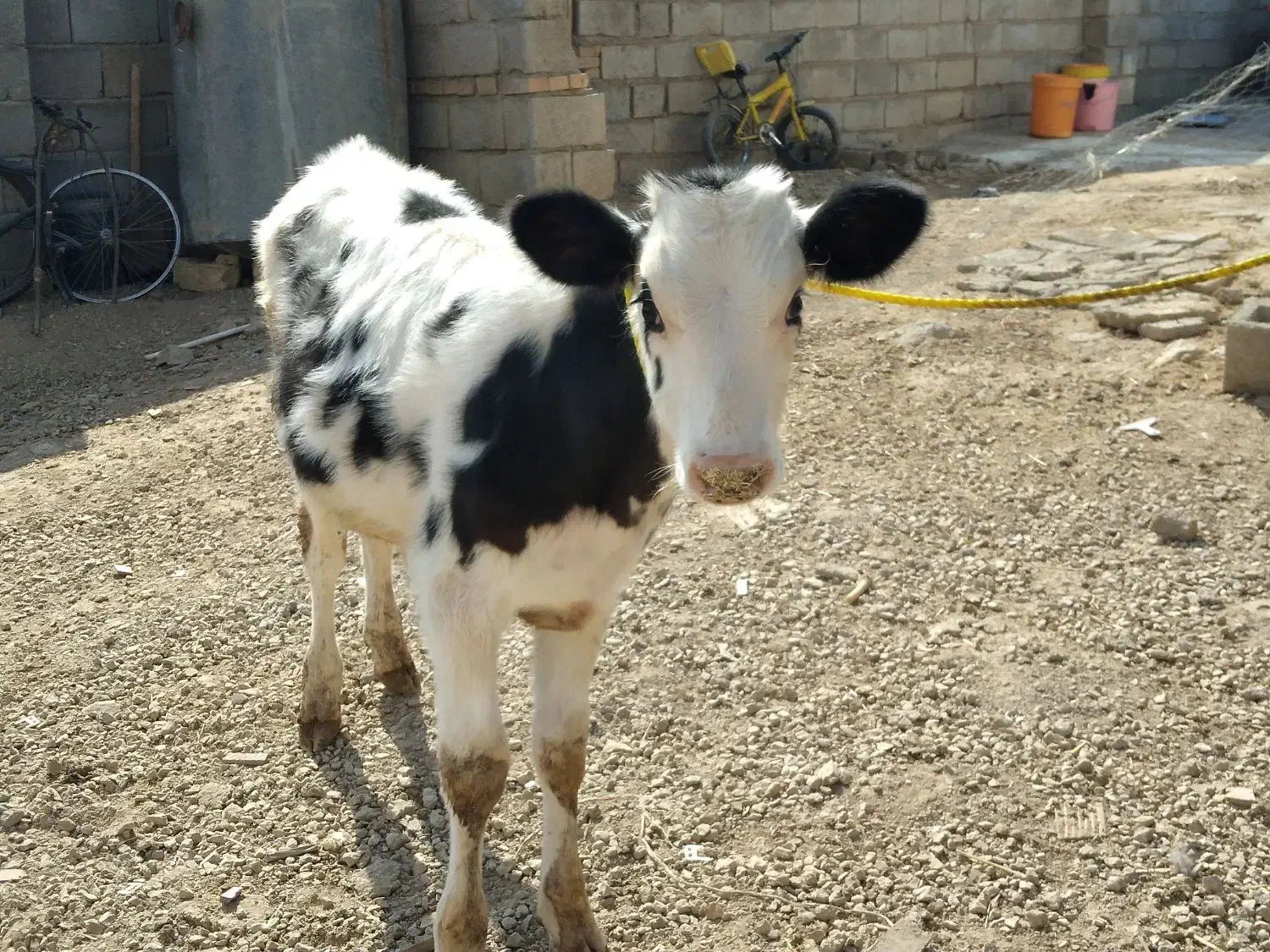 گوساله سمینتال|حیوانات مزرعه|بجنورد, |دیوار