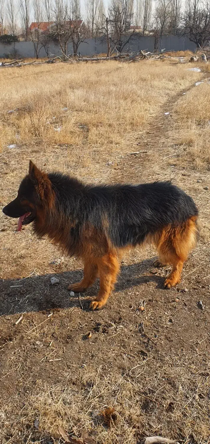 سگ ژرمن بلک و دورنگ|سگ|باسمنج, |دیوار