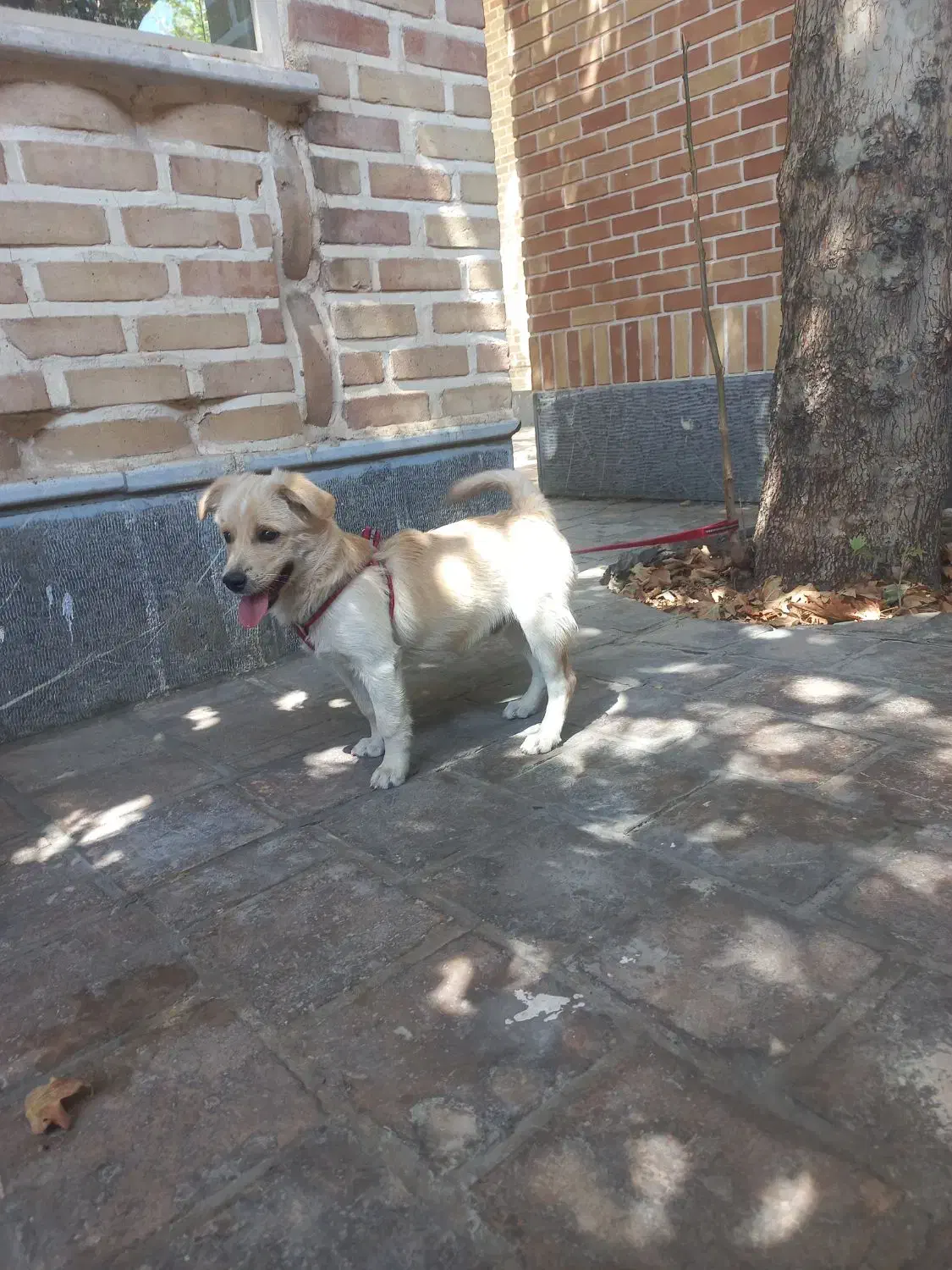 سگ اشپیتز نر|سگ|پیشوا, |دیوار