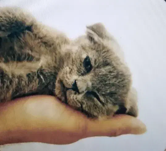 گربه اسکاتیش2ماهه|گربه|مشهد, شاهد (شهرک غرب)|دیوار