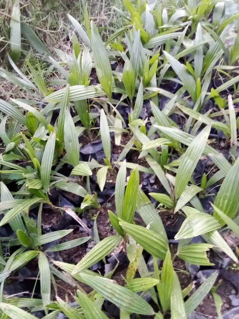 پالم شمشاد یاس هلندی یوکا|گل و گیاه طبیعی|شلمان, |دیوار