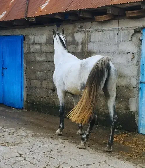 نریان کردخالص مدارکدار|اسب و تجهیزات اسبسواری|پرهسر, |دیوار