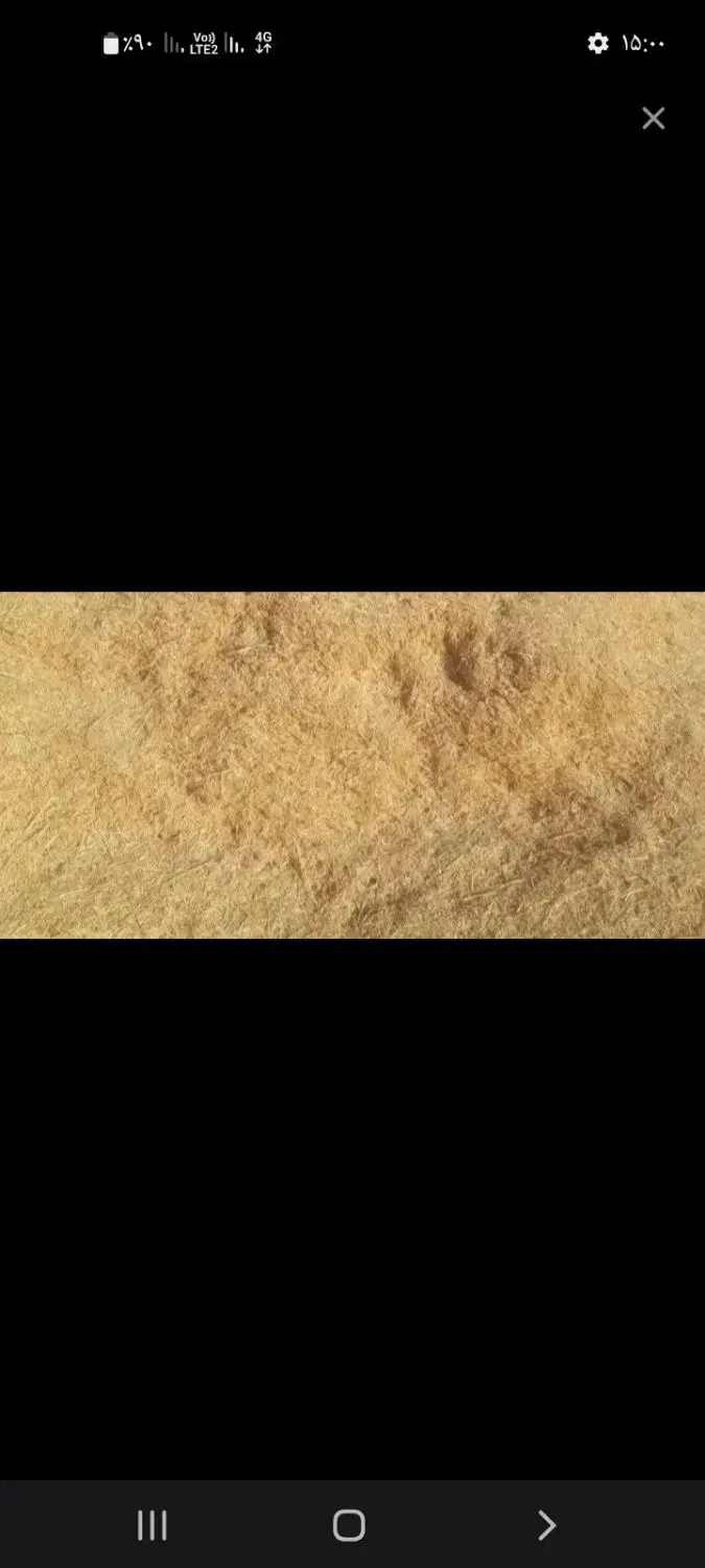 فروش کاه گندم|لوازم جانبی حیوانات|نورآباد, |دیوار