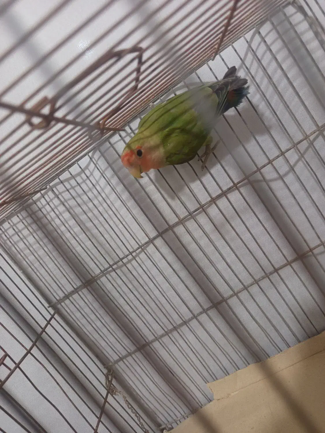 طوطی برزیلی کوتوله|پرنده|سنگدوین, |دیوار